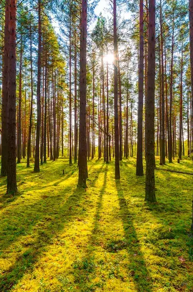 Sunlit Forest Landscape